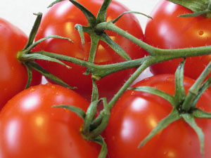 Bewertungen, Fotos und Ertrag von Tomato Intuition