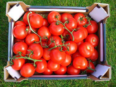 Tomate "Tolstoy" : critiques