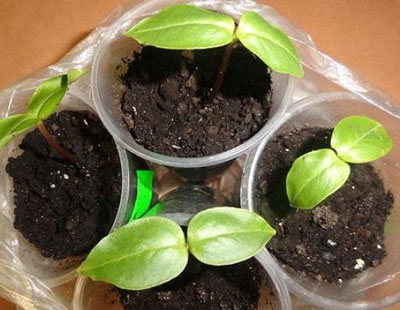 Piantare e curare l'acidanthera in piena terra