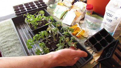 Fertilisation des jeunes plants de tomates à la maison