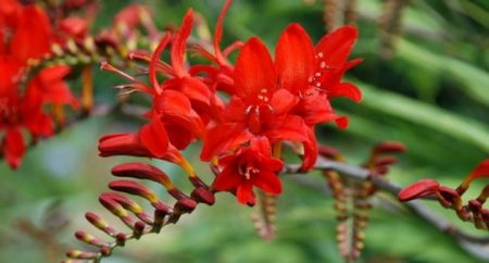 Crocosmia: piantagione e cura in piena terra