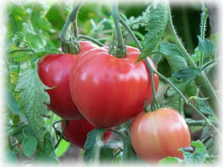 Pomodoro 'Abakansky Pink': recensioni, foto ed esperienza di piantagione
