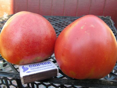 Abakan Pink Tomato: Recensioni