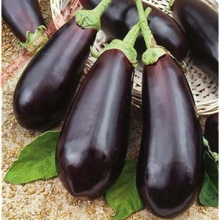 Variétés d'aubergines avec photos et descriptions
