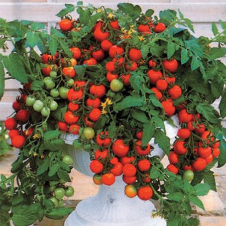 Tomates cerises, variétés basses pour pleine terre