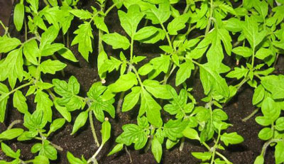 Come nutrire le piantine di pomodoro per farle diventare carnose