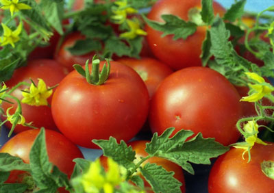 Tomaten „Weiße Füllung 241“: Rezensionen mit Beschreibung