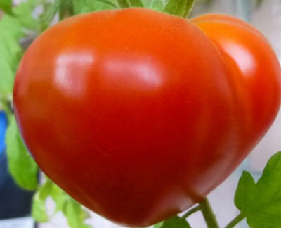 Tomatensorte „Budenovka“: Erfahrungsberichte von Anbauern