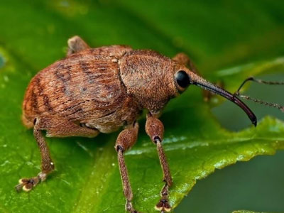 Wie man Bäume und Sträucher im Garten im Frühjahr gegen Schädlinge behandelt