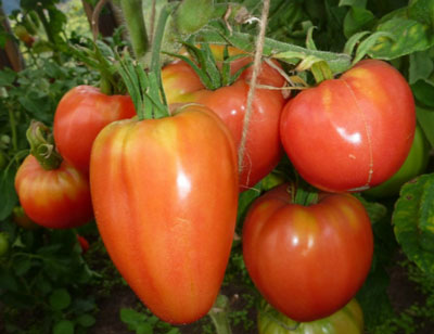 Tomatensorte „Budenovka“: Erfahrungsberichte von Anbauern
