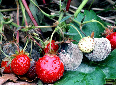 Wie man Erdbeeren im Frühjahr gegen Krankheiten und Schädlinge behandelt