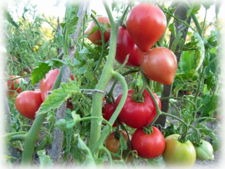 Abakansky Pink Tomato: recensioni, foto