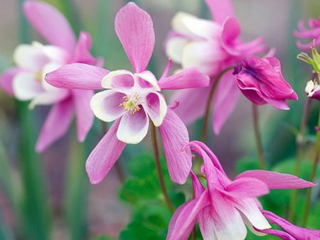 Aquilegia che cresce dai semi