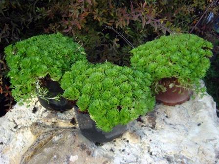 Saxifraga arendsa