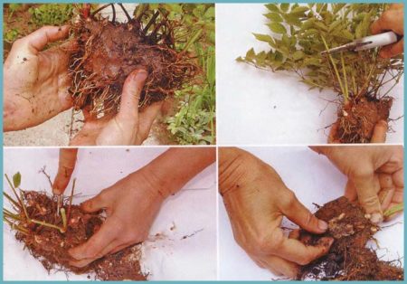 plantation et entretien