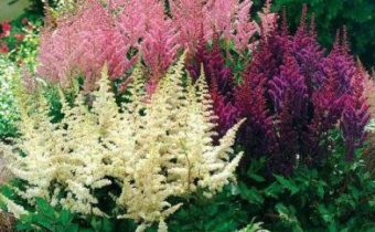 Plantation et entretien des astilbes