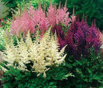 Plantation et entretien des astilbes