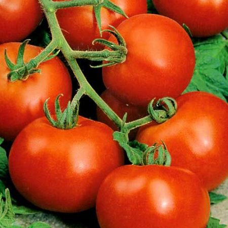 Tomate « Dachnik » : caractéristiques