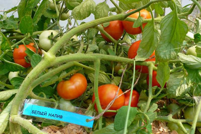 Tomaten „Weiße Füllung 241“: Rezensionen mit Beschreibung