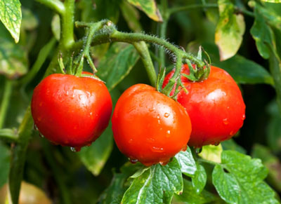 Tomaten „Weiße Füllung 241“: Rezensionen mit Beschreibung