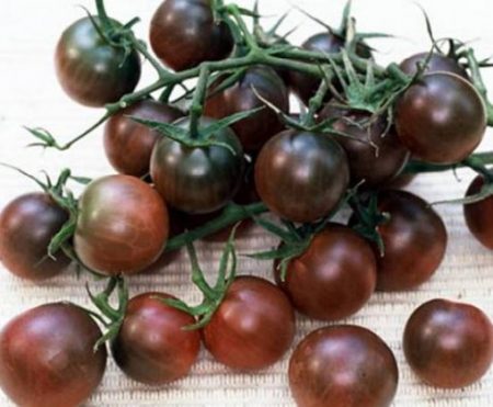 Tomates cerises, variétés basses pour pleine terre