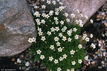 saxifrage tourbeux