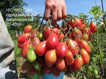 Ντομάτα "Chio-Chio-San": κριτικές, φωτογραφίες