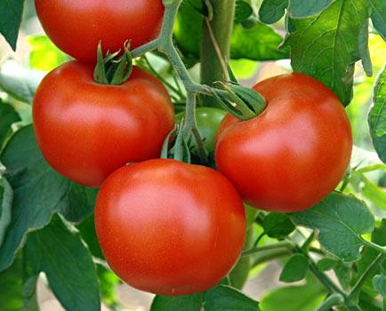 Tomate « Dachnik » : caractéristiques et description de la variété
