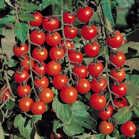 variétés de tomates cerises