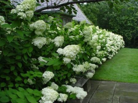 Hortensie