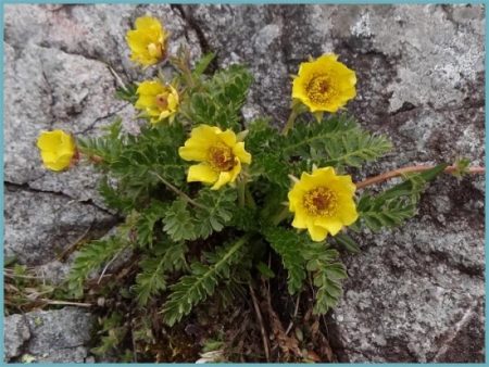 Piantagione e cura del Geum
