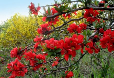 Chaenomeles