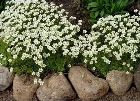 Photo de saxifrage