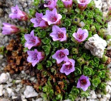 Plantation et entretien des saxifraga