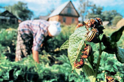 Comment traiter les pommes de terre avant la plantation pour prévenir les doryphores