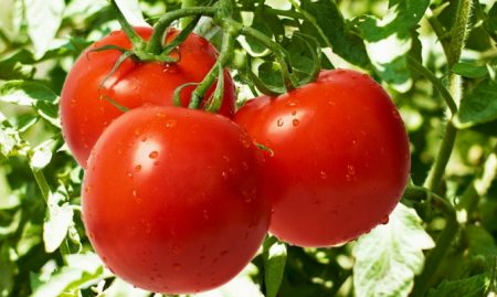 Pomodoro "Evpator": recensioni, foto, resa