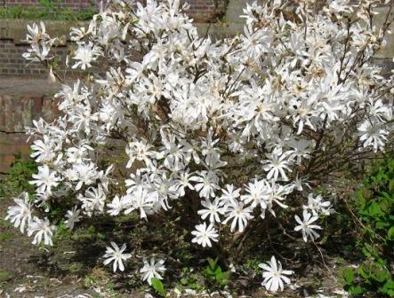Magnolie