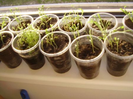 matthiola seedlings
