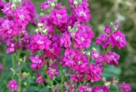 Matthiola aus Samen ziehen