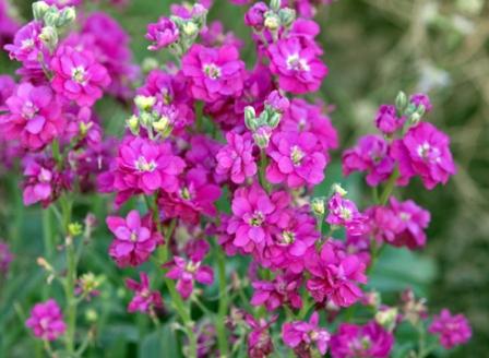 Growing matthiola from seeds