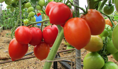 Tomatensorte „Budenovka“: Erfahrungsberichte von Anbauern