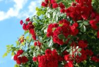 arbustes vivaces qui fleurissent tout l'été