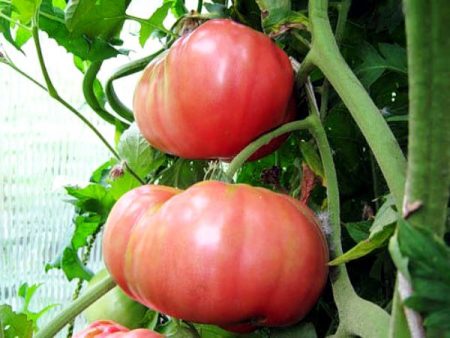 Tomate « Pink Giant » : description de la variété