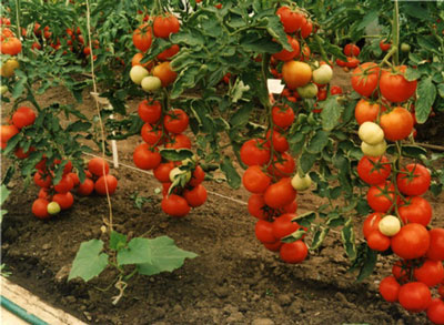 Bewertungen, Fotos und Ertrag von Tomato Intuition