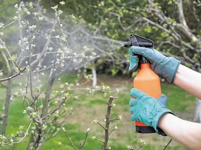 Come trattare i meli in primavera contro parassiti e malattie