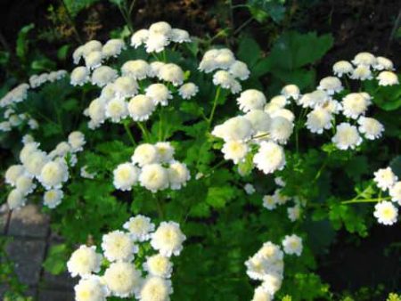 Pyrethrum