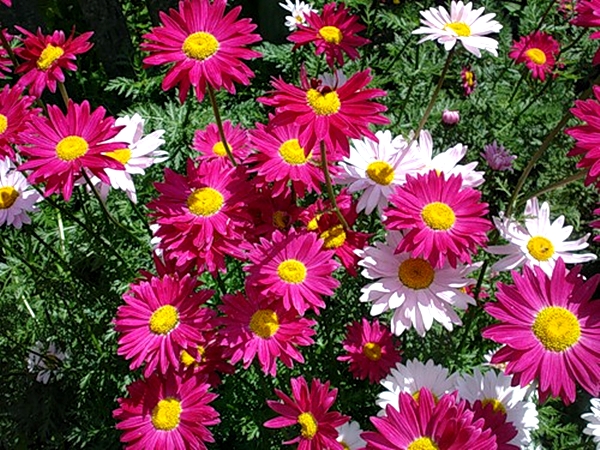 Pyrethrum-Anpflanzung und -Pflege