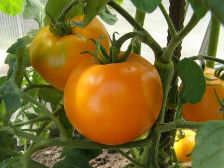 Tomate « kaki » : caractéristiques