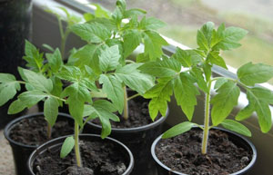 Come nutrire le piantine di pomodoro per farle diventare carnose