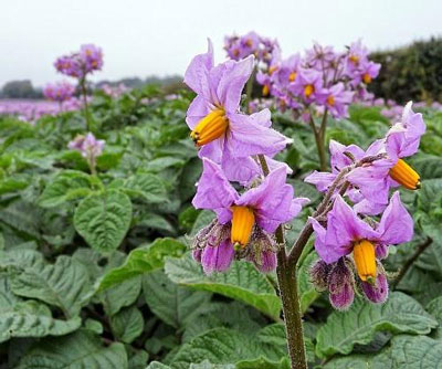 Comment traiter les pommes de terre avant la plantation pour prévenir les doryphores